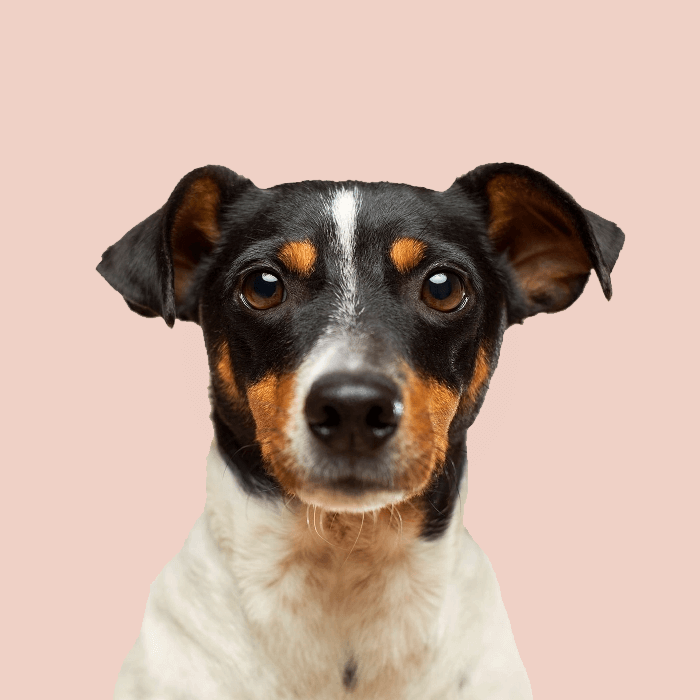 Ein Hund blickt erwartungsvoll in die Kamera